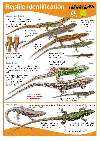 Home - Amphibian and Reptile Groups of the UK